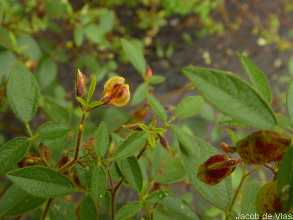 Rhynchosia cana (Willd.) DC.